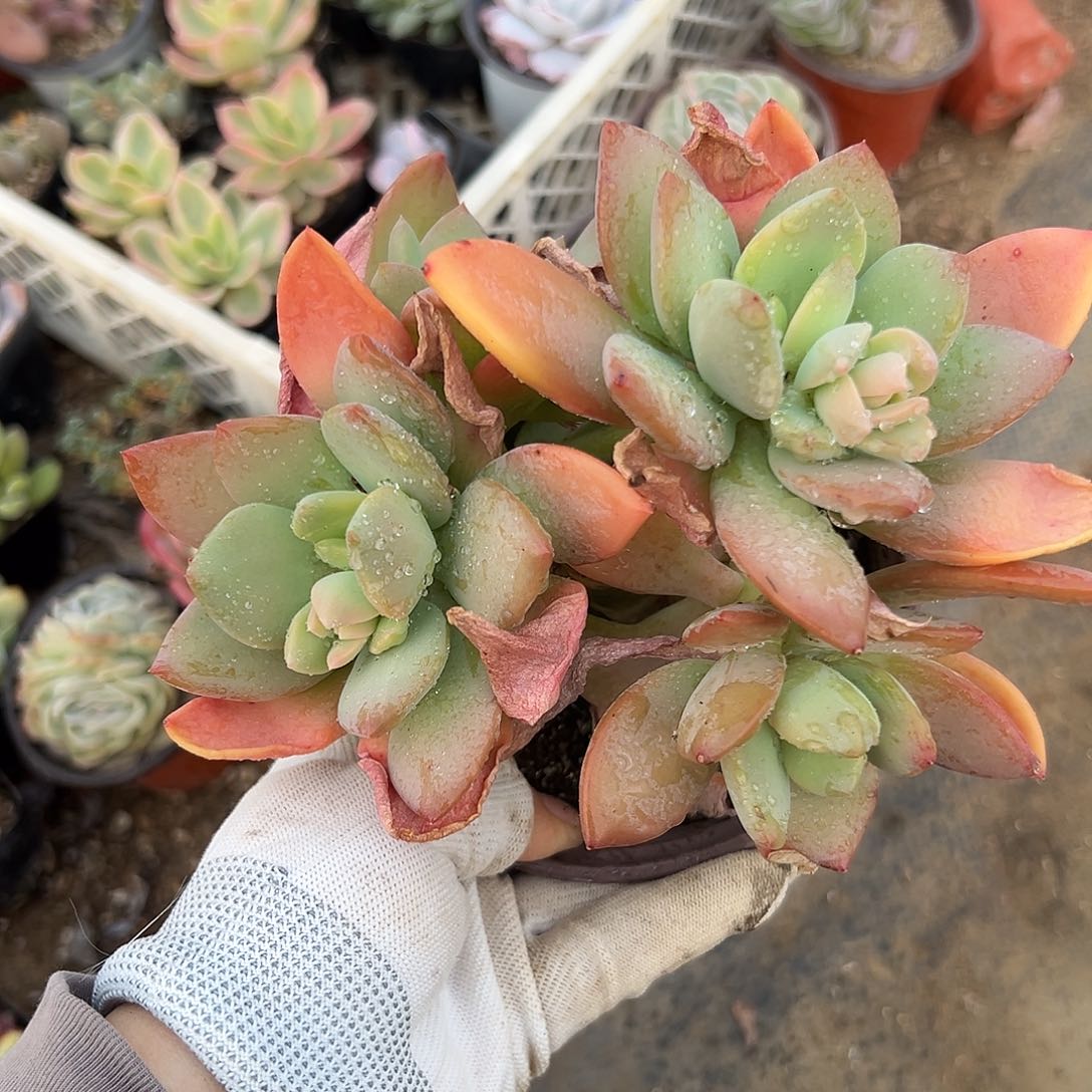 多肉植物中中央音乐学院