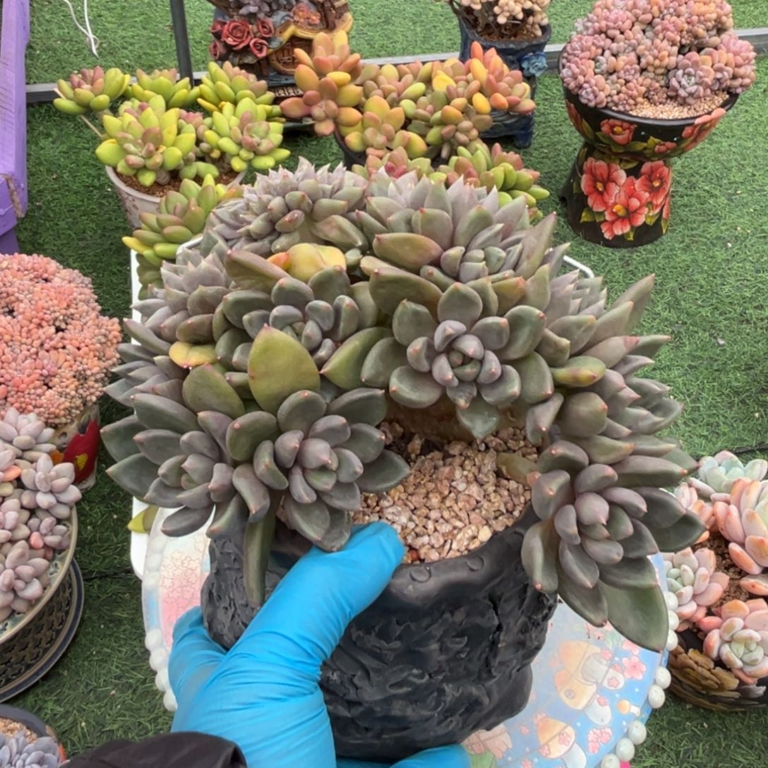 象牙树缀一物一拍