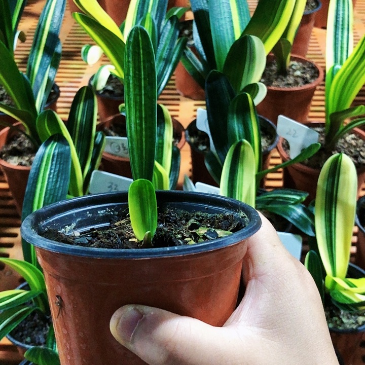 【闪购商品】1*月直播间一组自拍