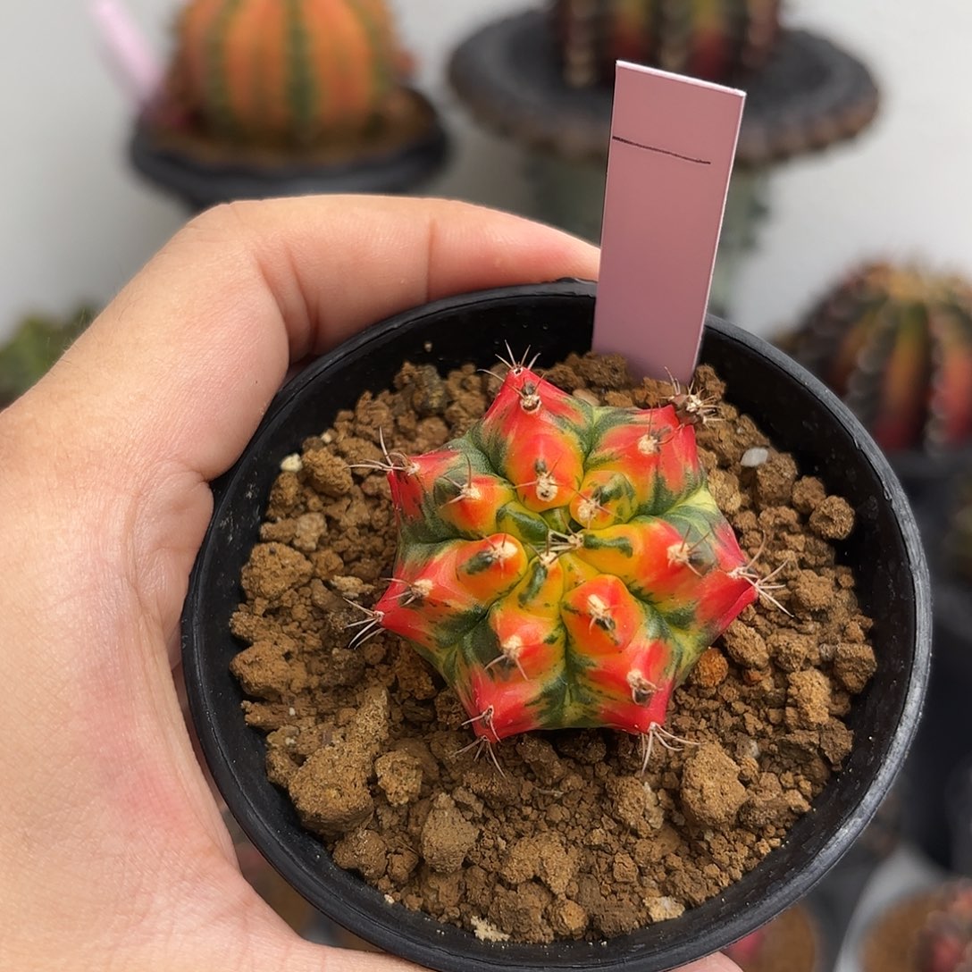 泰国米哈01-0217 T3