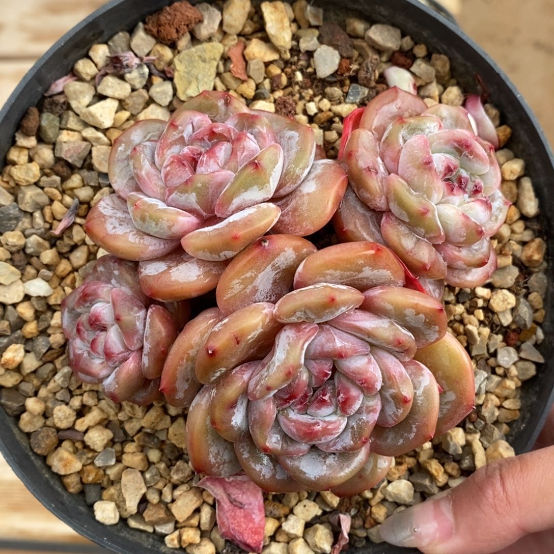 四头黄底紫心脸朝上短肥圆