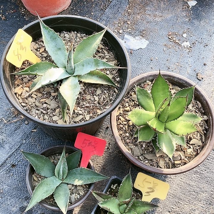 【闪购商品】无花朵龙舌兰蒙塔娜