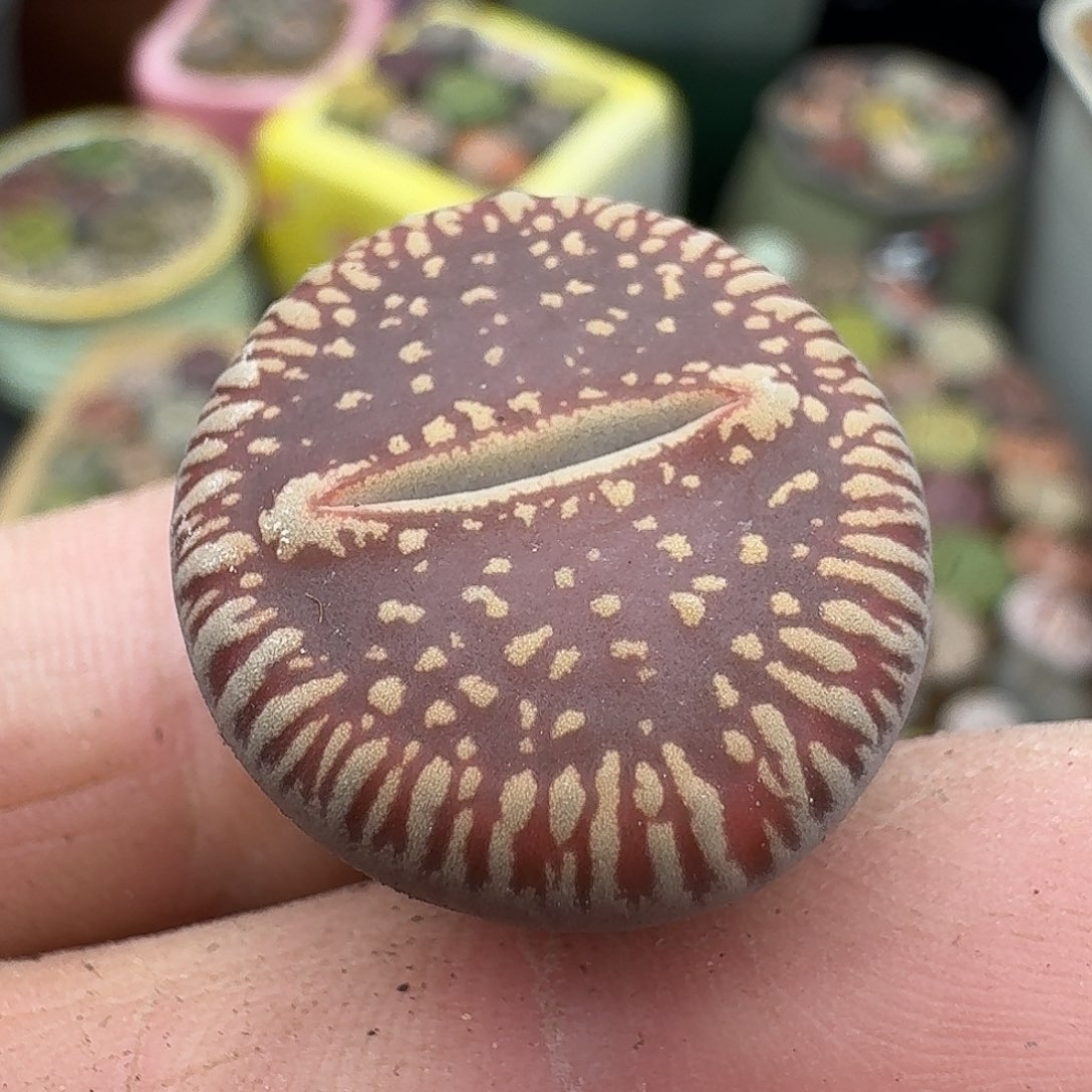 24多肉哈哈哈哈哈吧哈哈