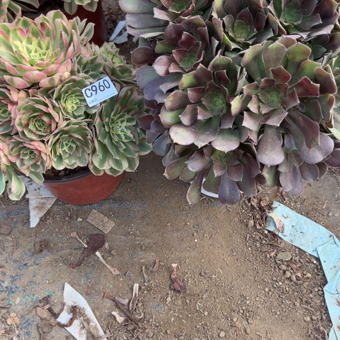 颜***赞960两颗组合多肉植物