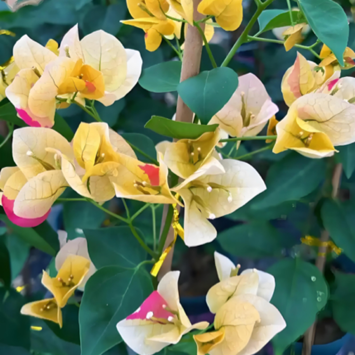 三角梅三色马斯，运输途中会掉花落叶正常现象