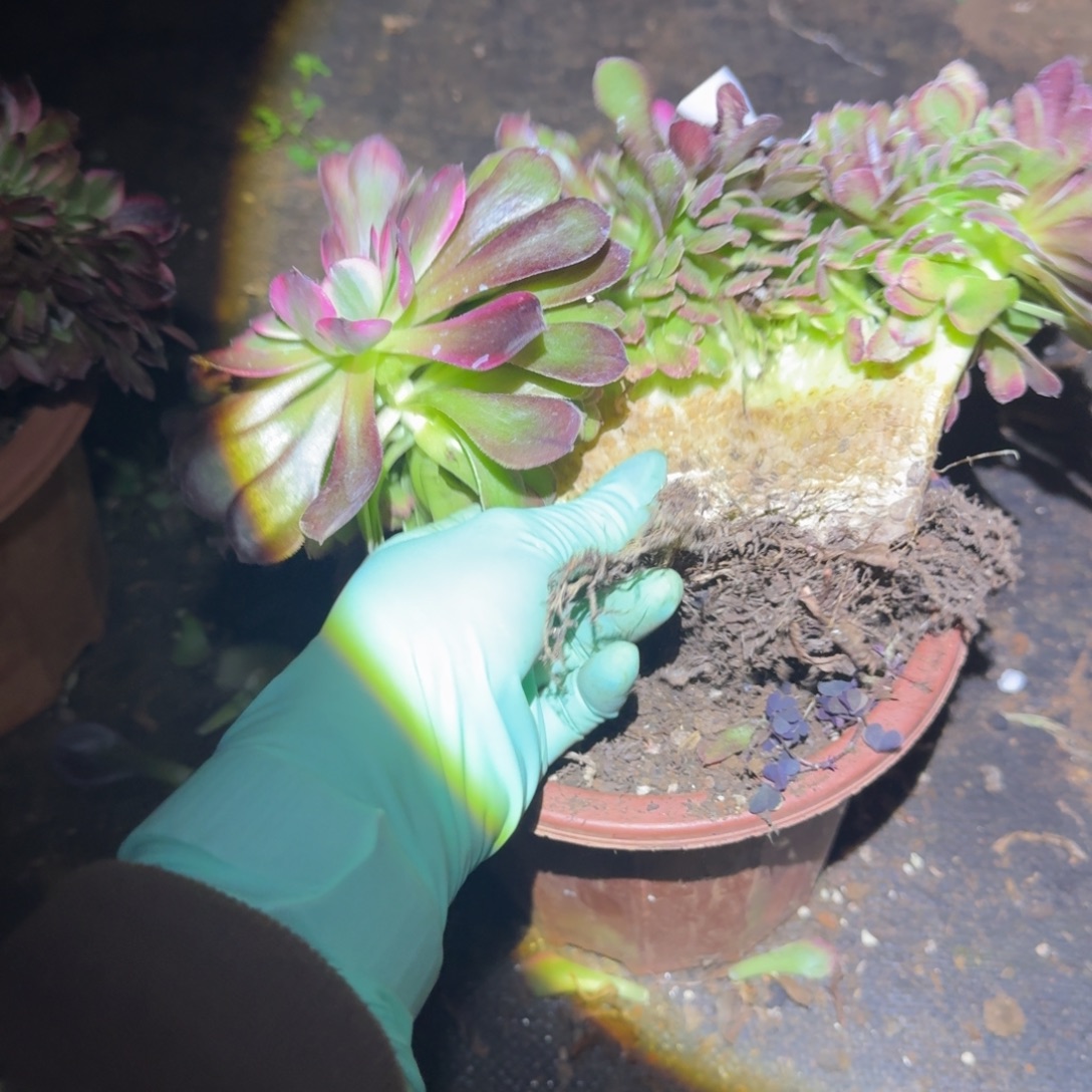 215荔枝缀化多肉植物满28包邮