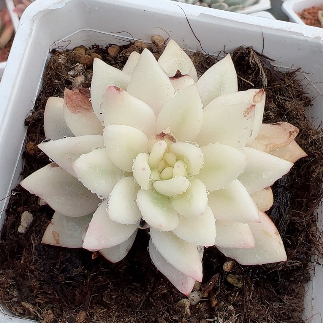 拉菲锦，超宽一线天覆轮锦带全锦叶片有伤特价