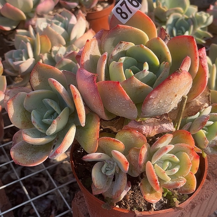 Y***G876白凤脱土发货不退不换