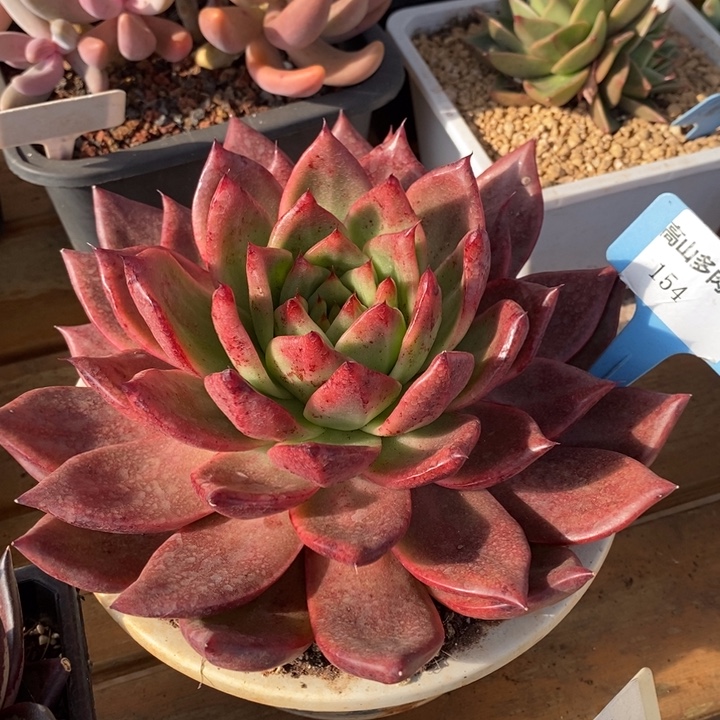 D154- 直播福利 弗兰克