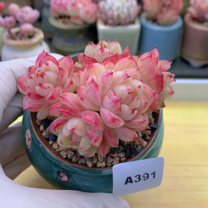 云***?一物一拍满38包邮A391