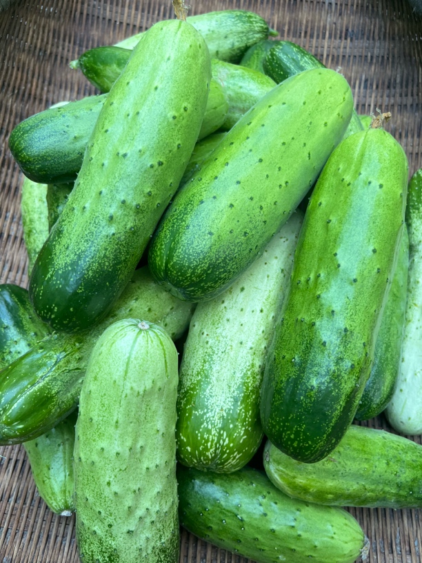 湘西农家黄瓜 农产品