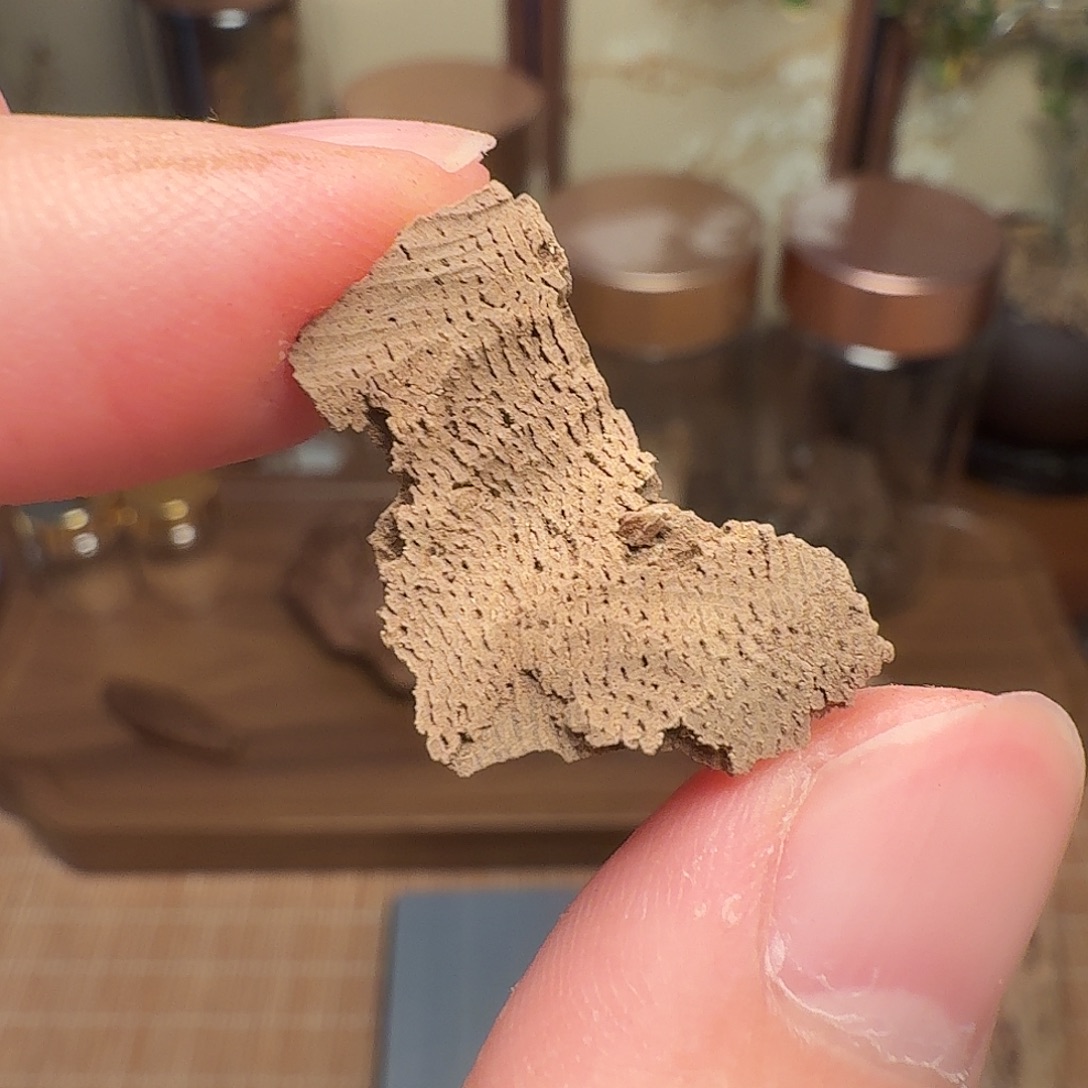 沉香香港鸡母虫漏