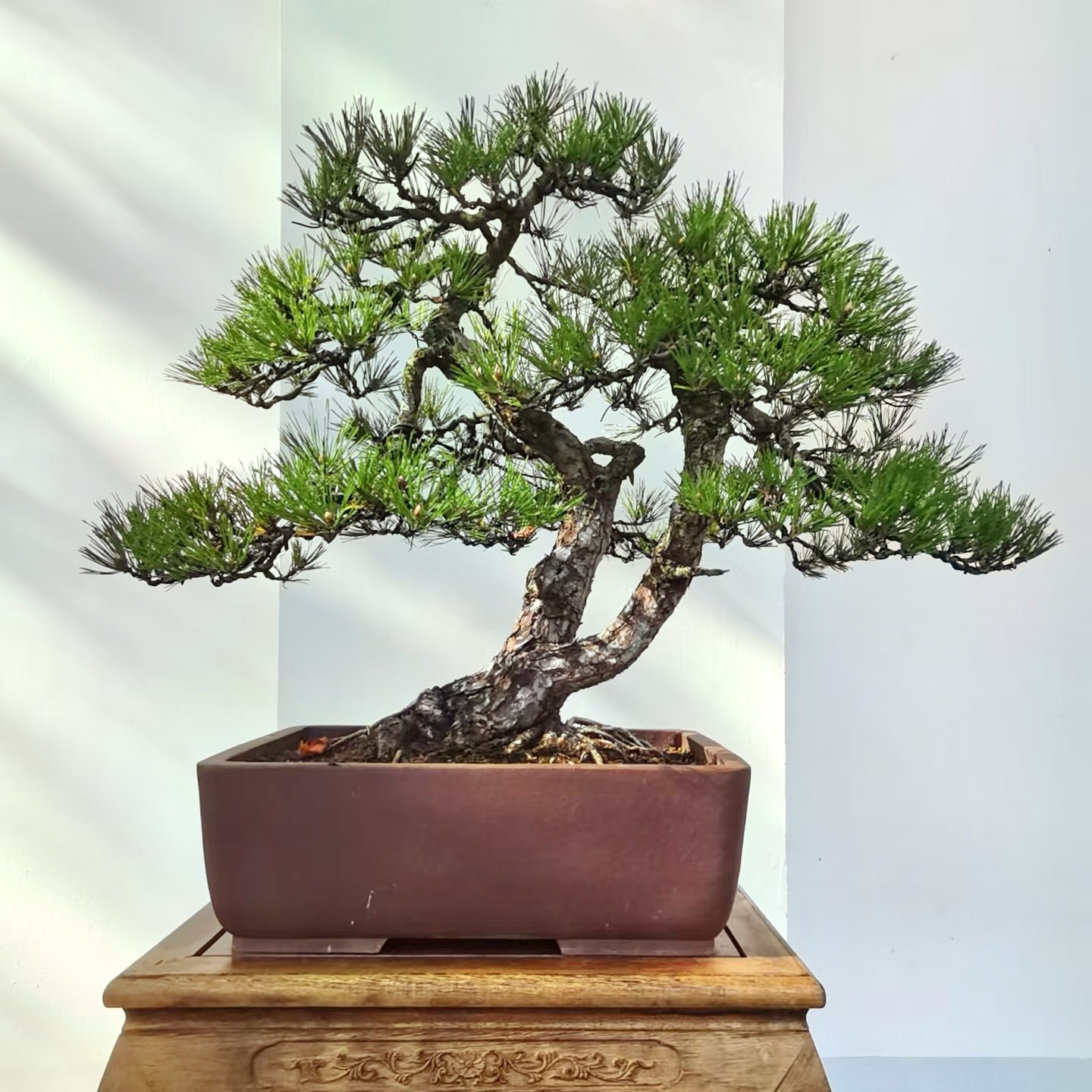 【柏树孤品】柏树盆景造型矮霸老桩耐寒四季常青阳台庭院绿植盆栽
