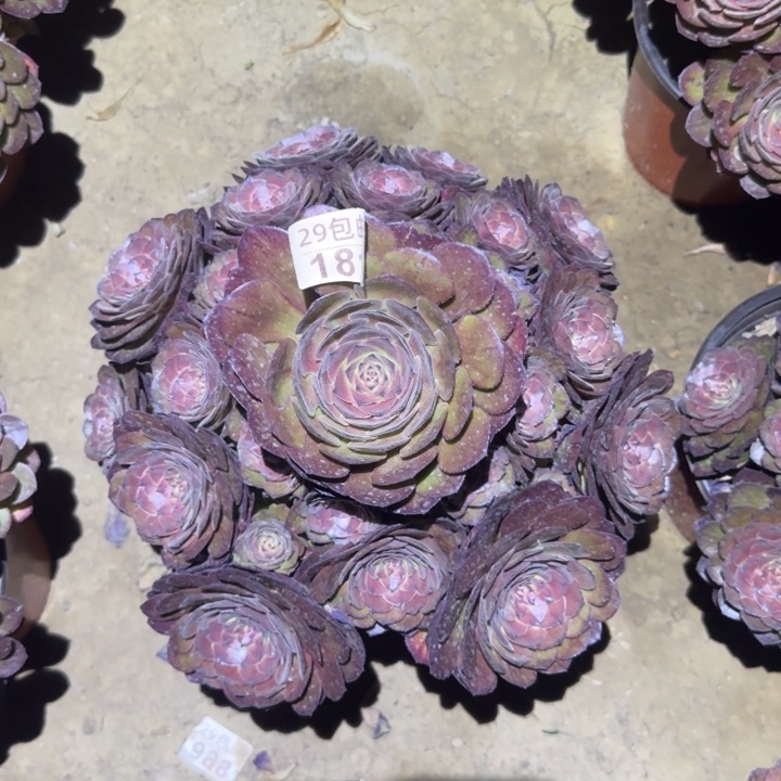 灰姑娘……多肉植物的