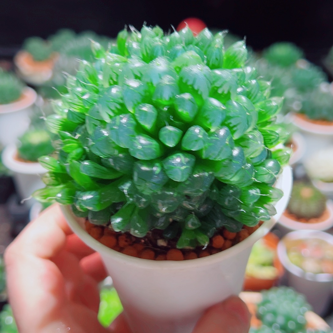 天线宝宝多肉多肉多肉