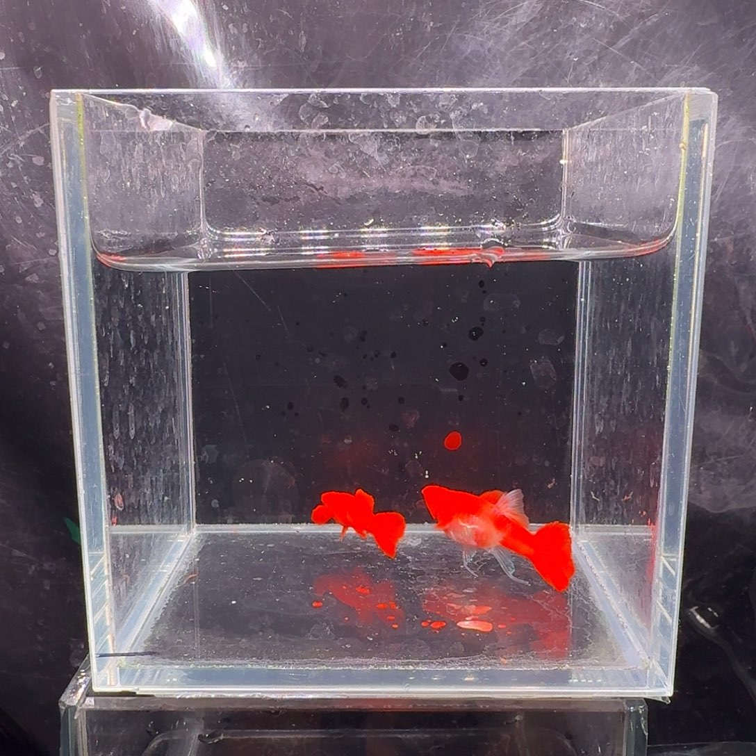 海水鱼鸿运当头双份水1对