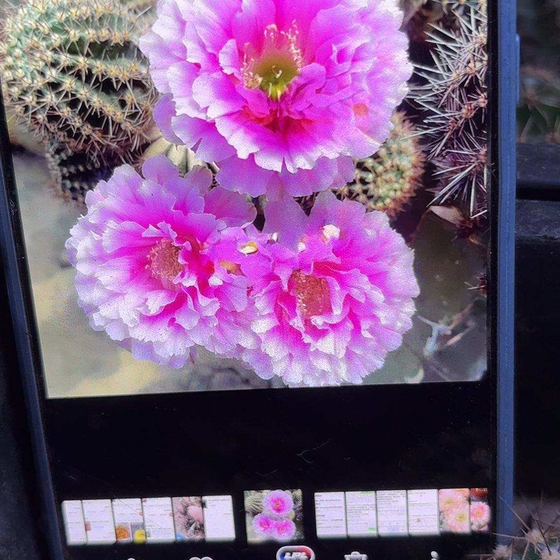 可可可无根侧啊四五公分48