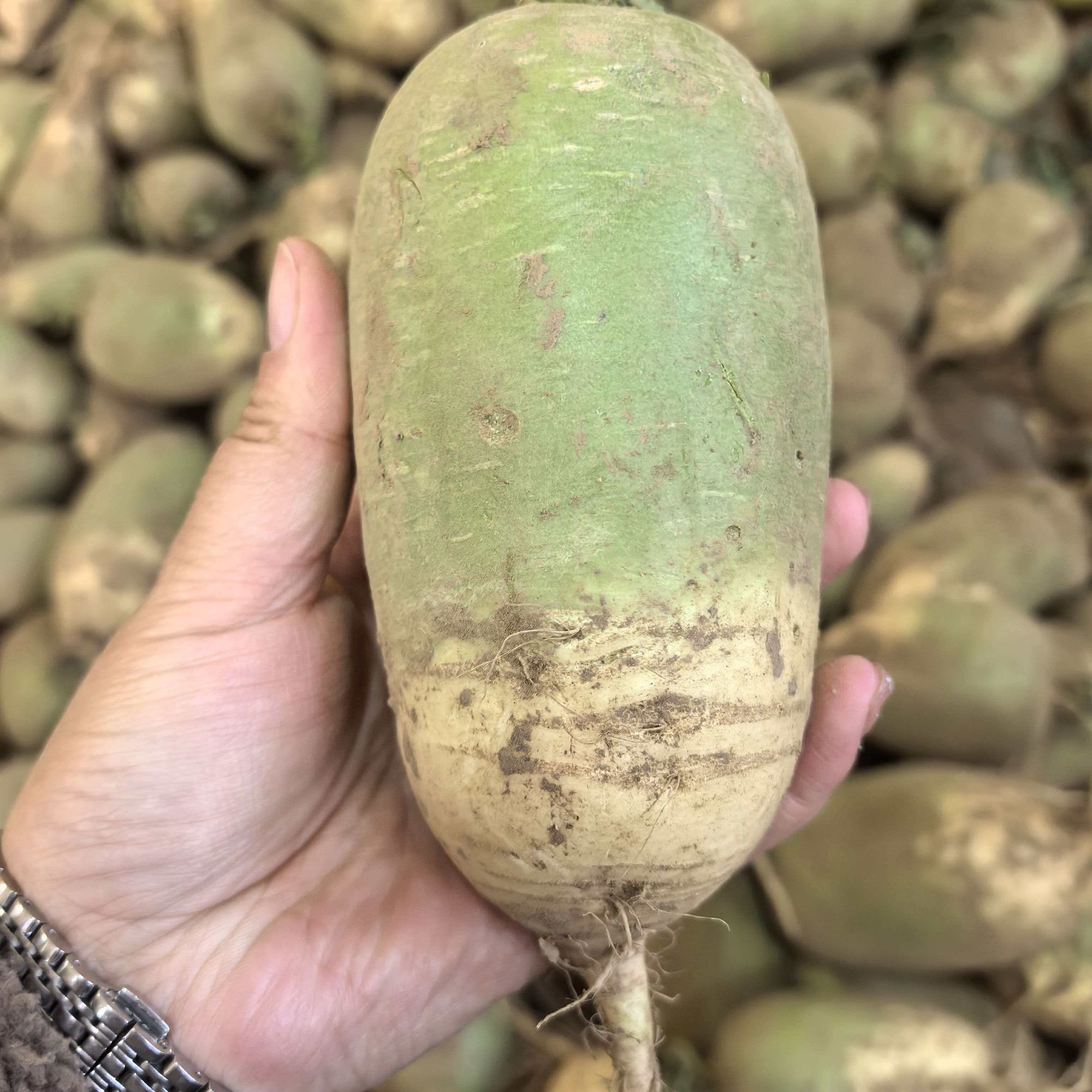 【到手9-10斤】山西露天新鲜现挖老品种青皮青萝卜应季蔬菜农家自种