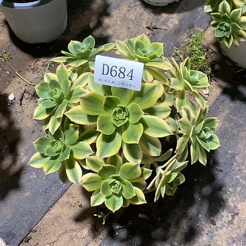 684星爆多肉法师锦