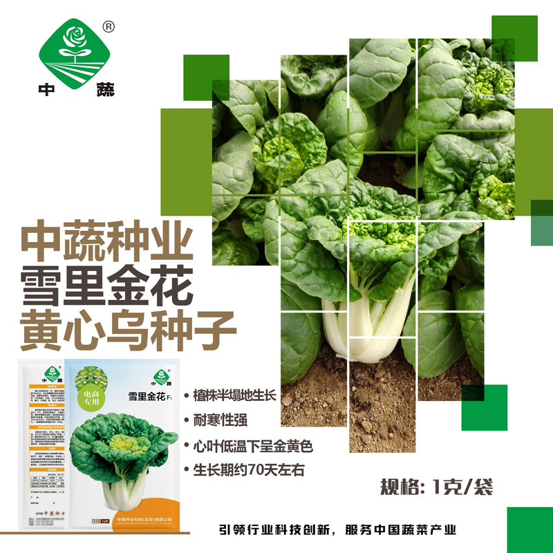 【农科院】耐寒乌塌菜种子黄心乌种子优质春秋冬季南北方种植菜种子