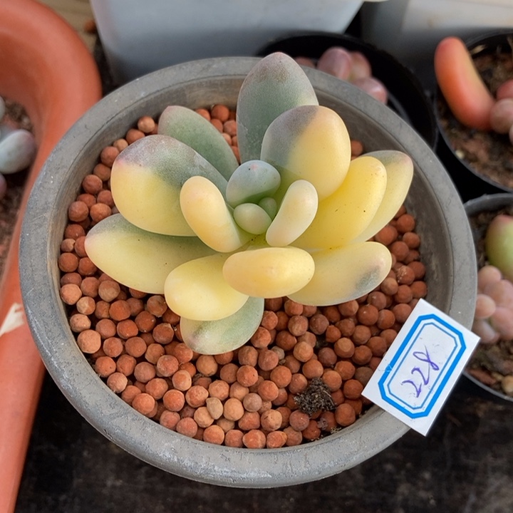 ?奶酪锦多肉植物