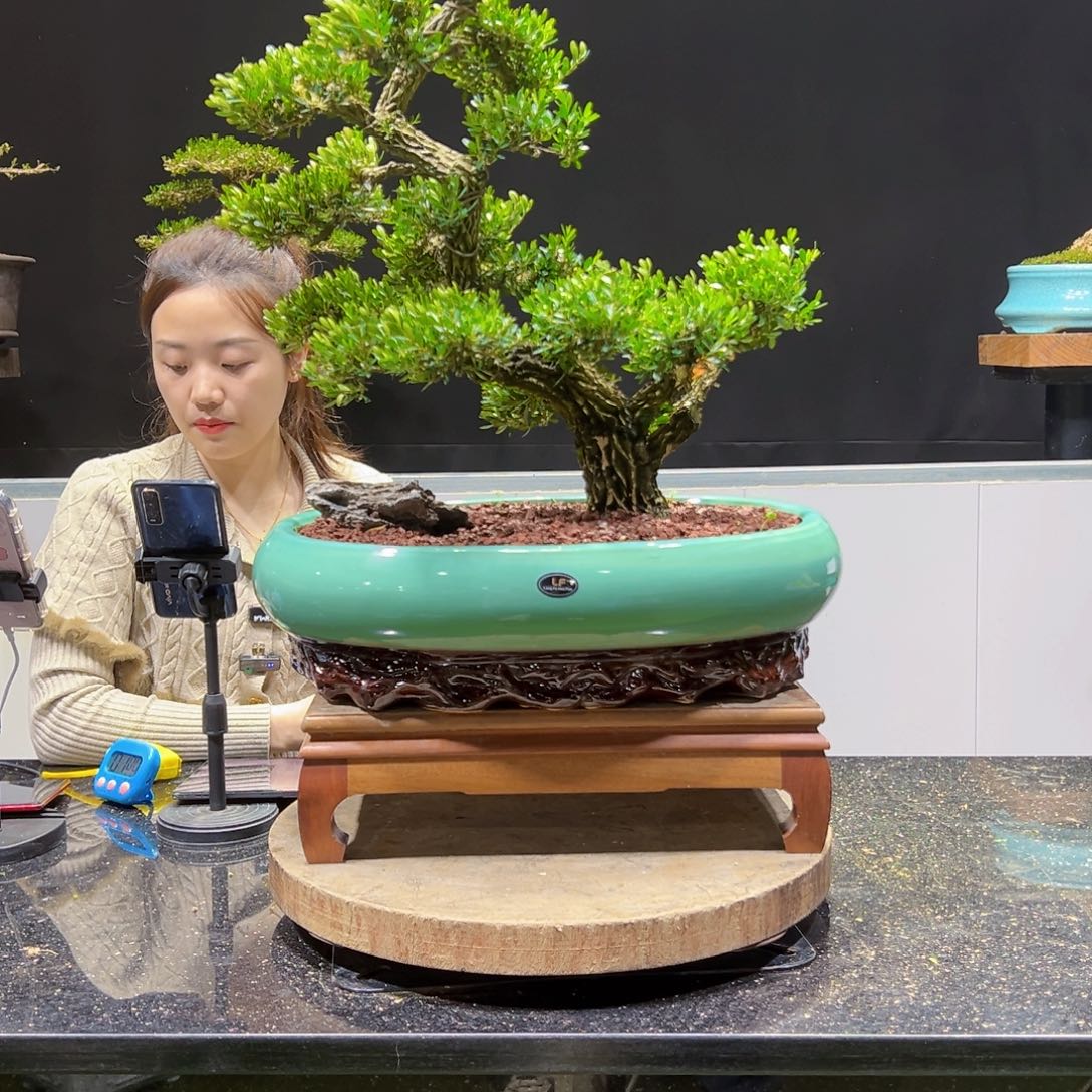 黄杨盆景老桩四季长青