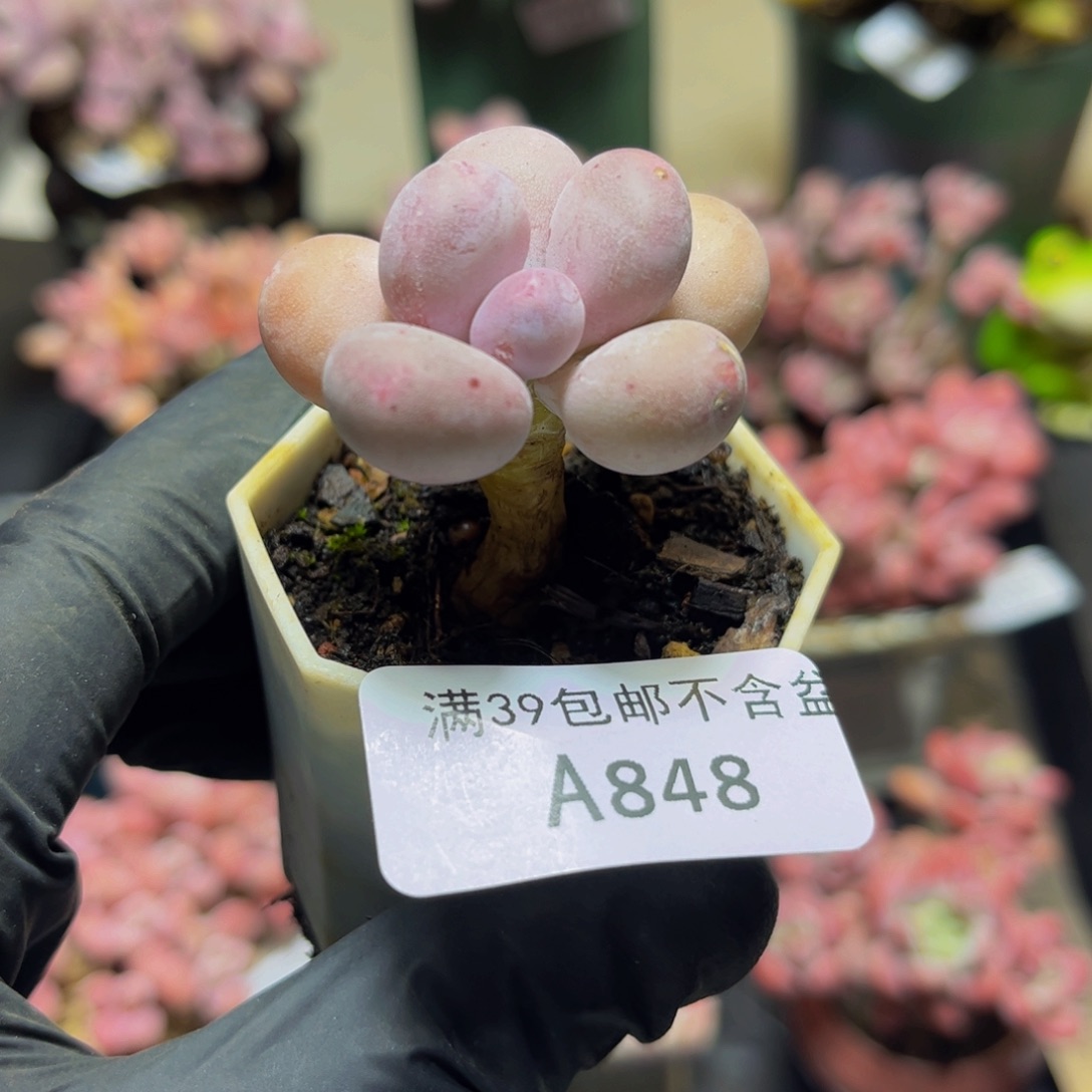 848蛋黄奶酪4厘米多肉