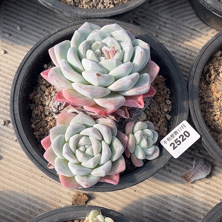 阿雅园艺。      2520