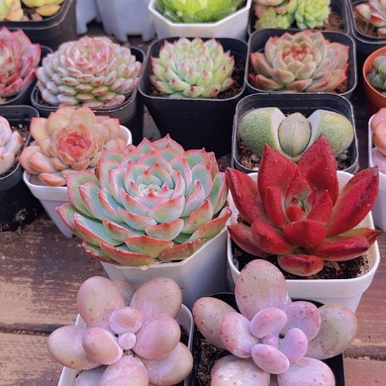 侧影➕罗卡➕桃美人➕原始奶酪