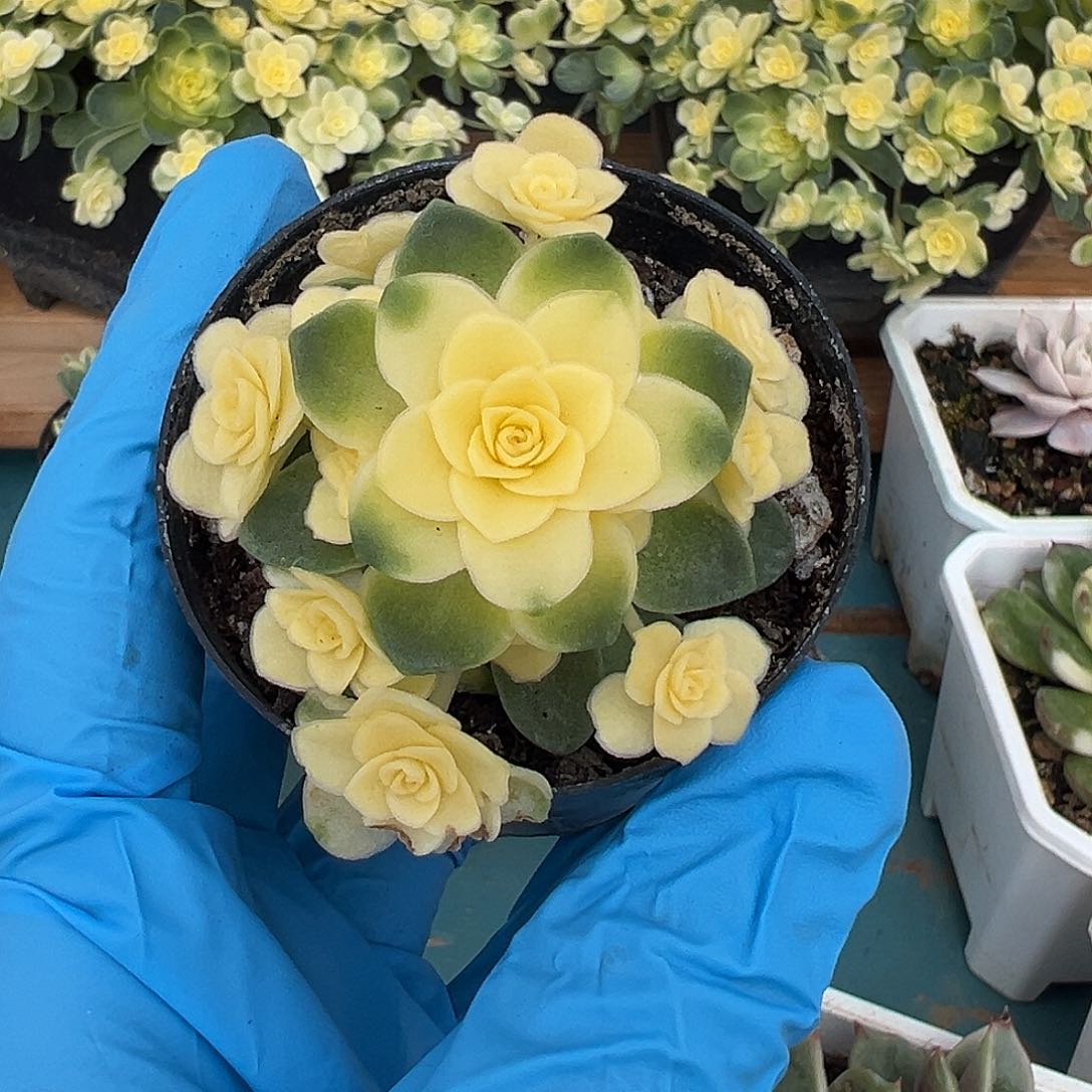 猫眼玫瑰锦全锦大盆