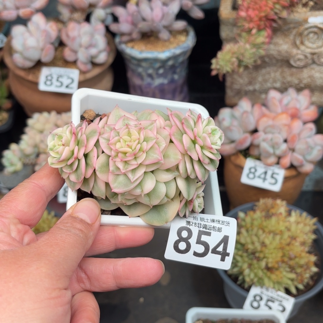 腊牡丹锦无盆土发货