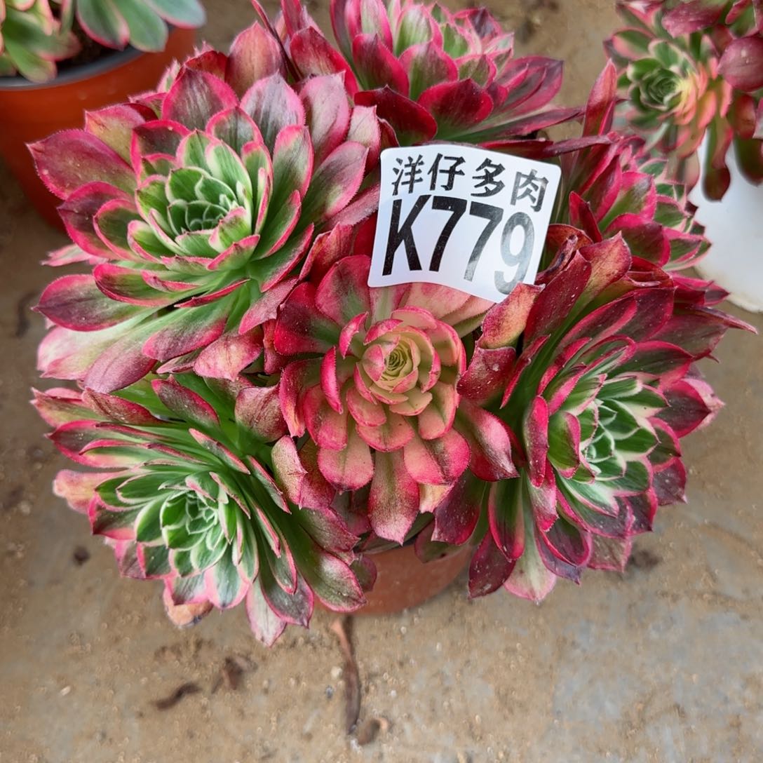 779海王法师园艺官服25左右2号