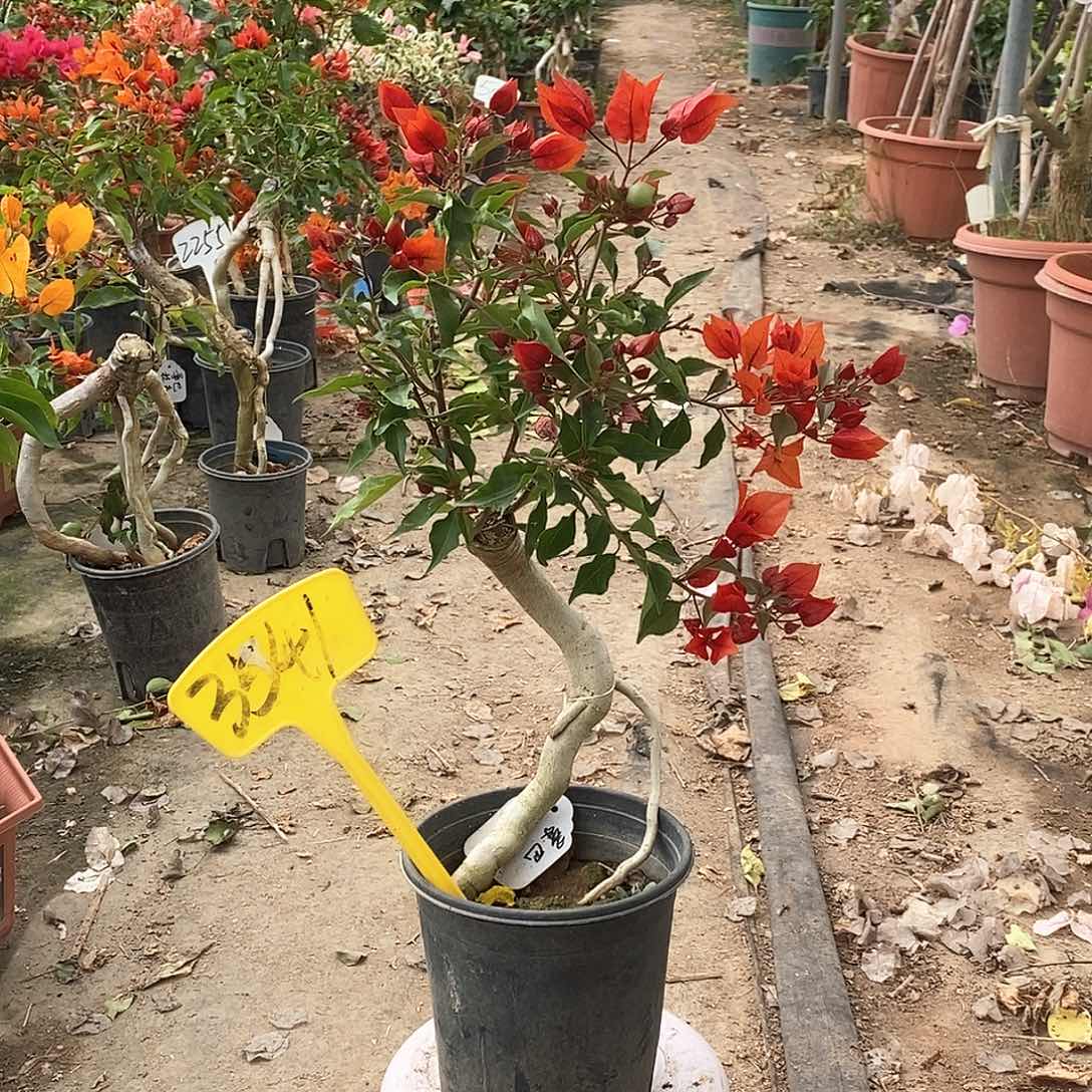 大部分开放少量花苞红桑巴3541