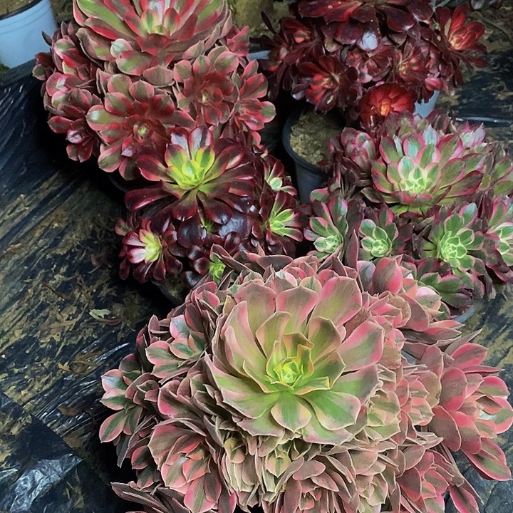 泡****5棵法师组合820号用卫生纸打包