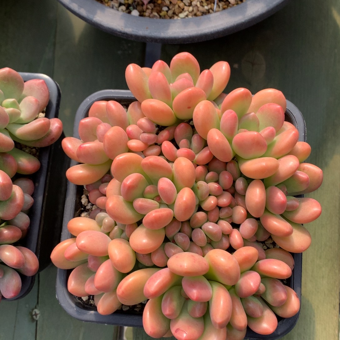 阳光玫瑰  一颗  多头 