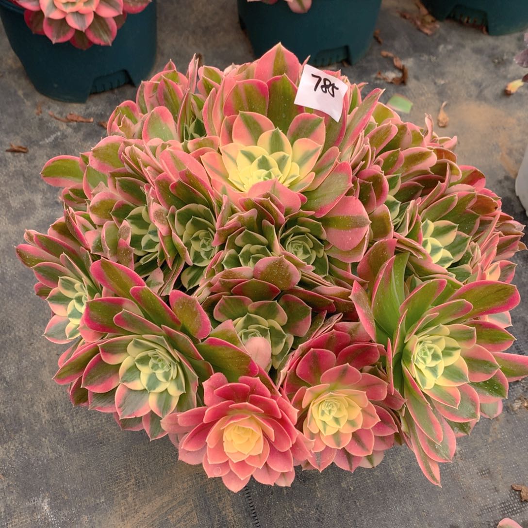 785白凤精品法师多肉