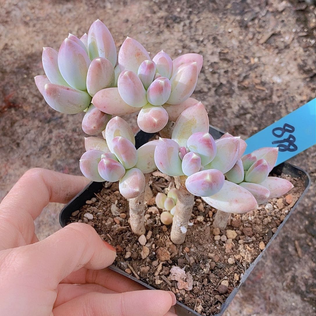 糖***?898多肉植物老桩