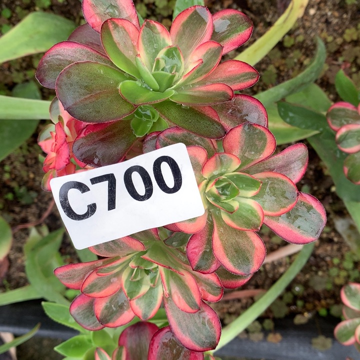 纳福带花脸嫁接700多肉