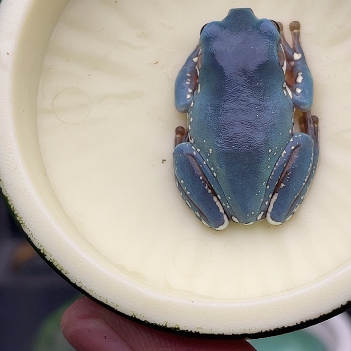 老爷树蛙8号紫蓝……