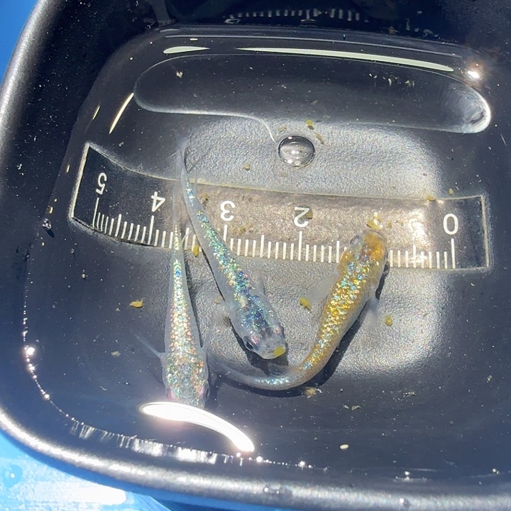 青鳉鱼51号拍品星光