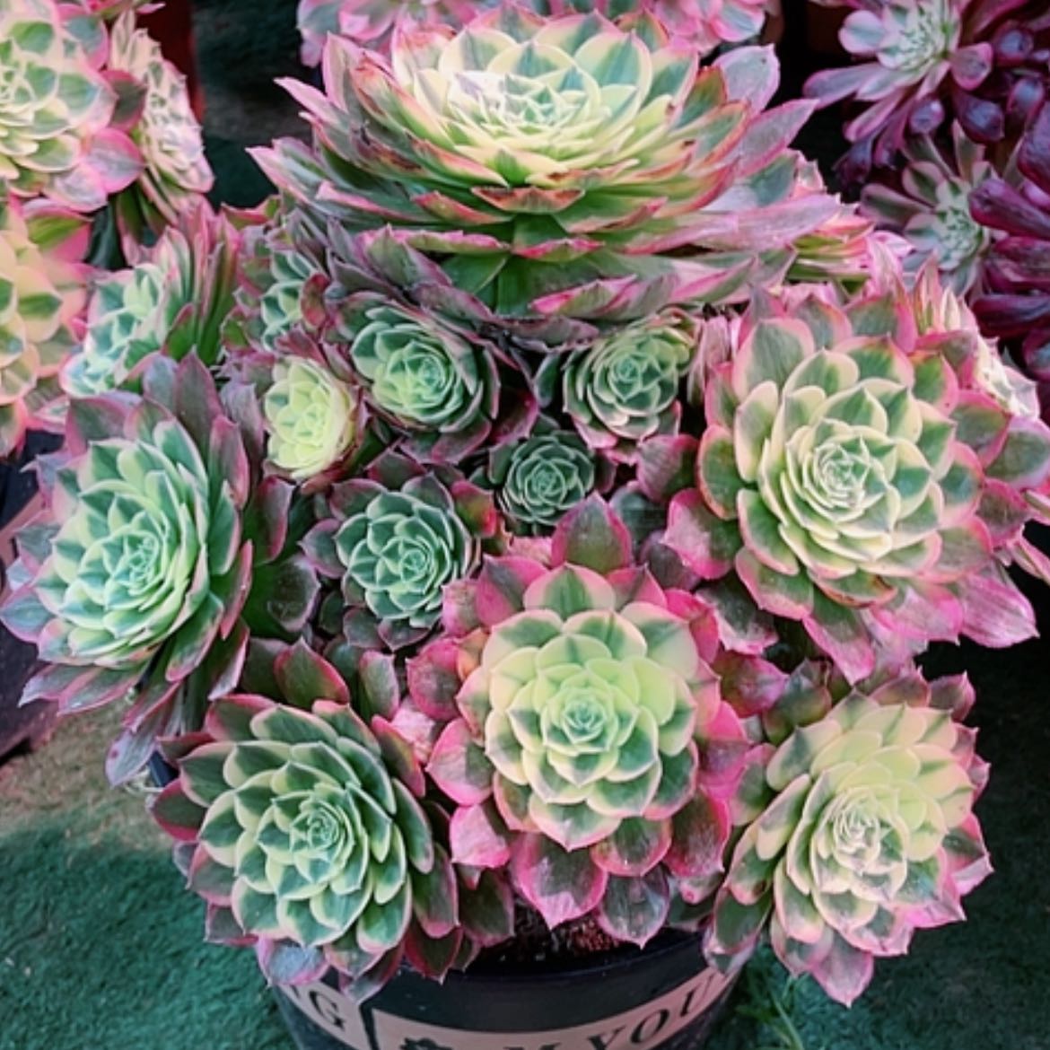 【闪购商品】法师好看也好养海仙