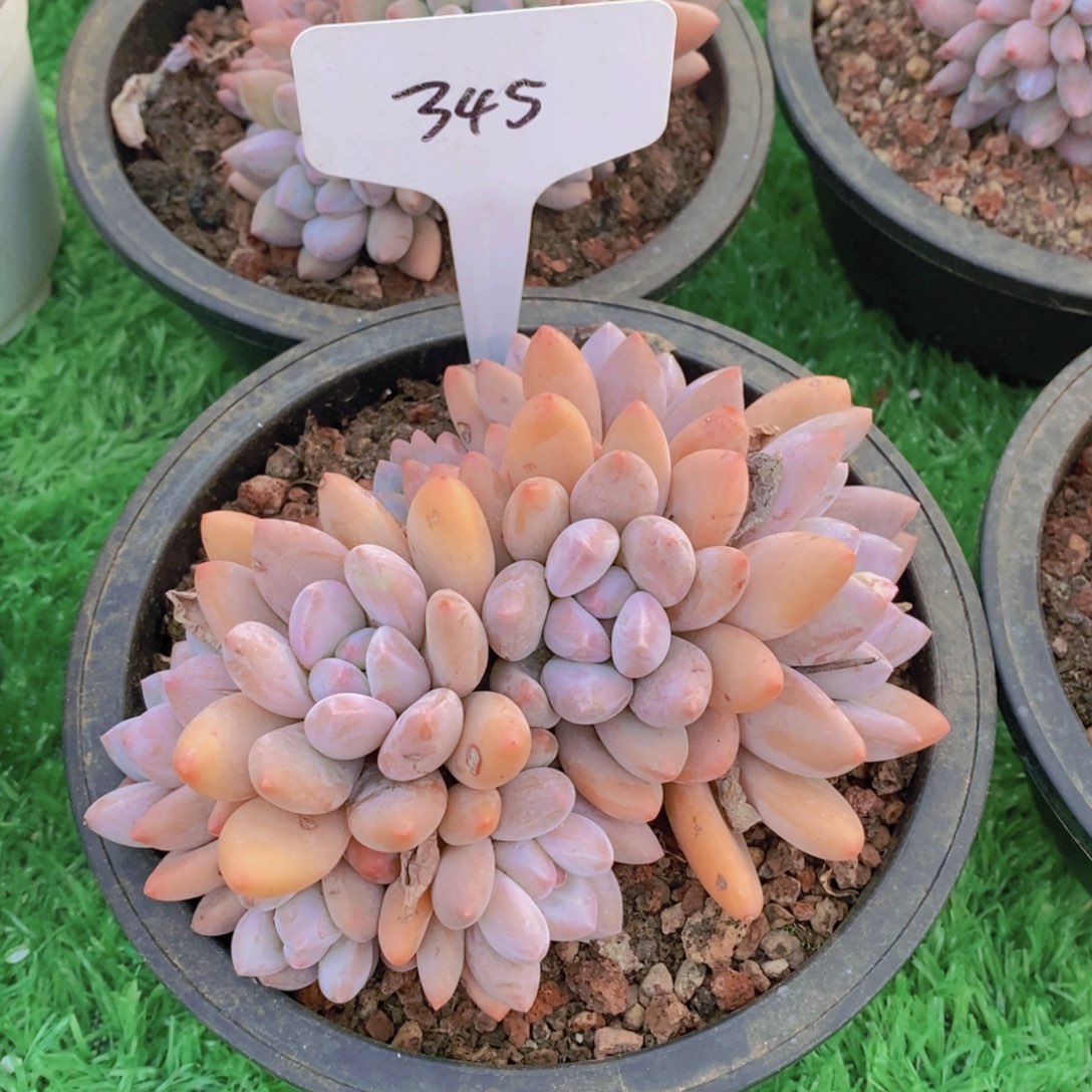 捏***脸开心多肉植物多肉