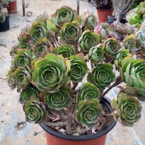 万圣节多肉植物011