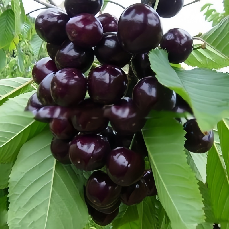 车厘子果树苗一物一拍南方北方盆栽地栽苗