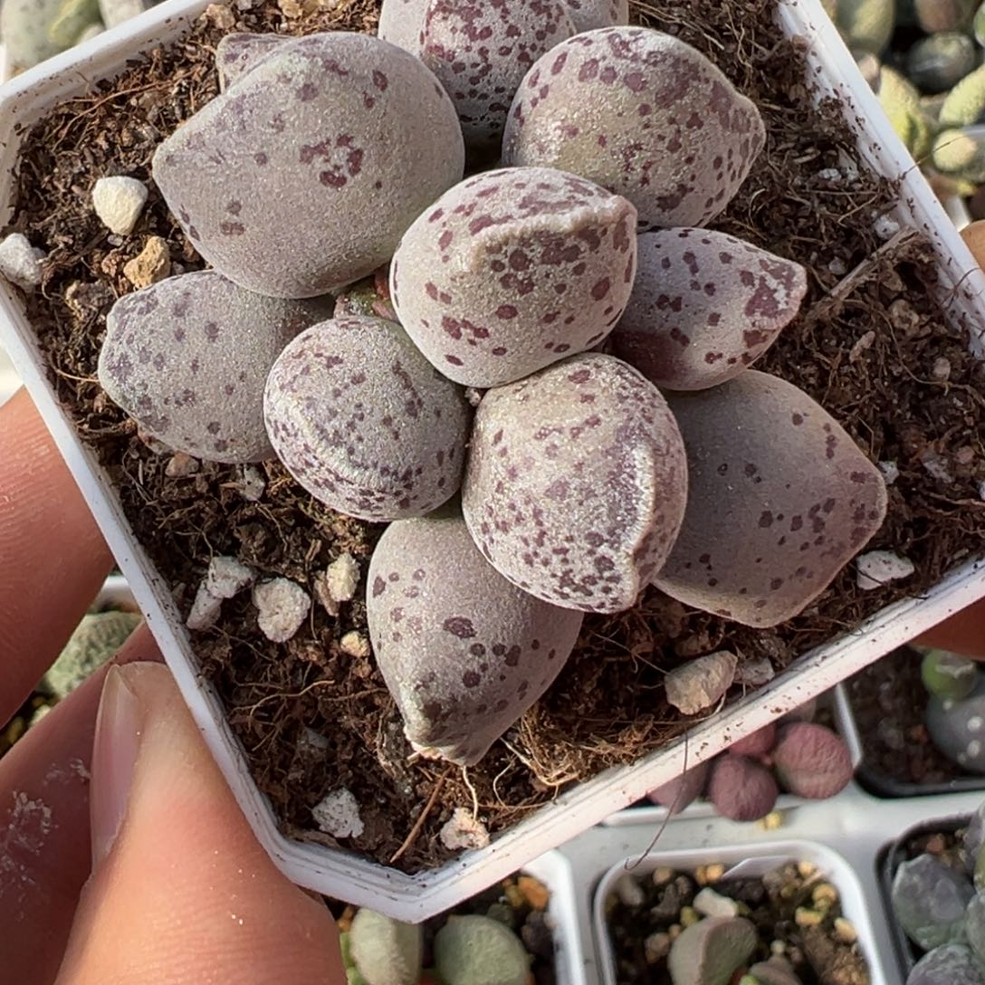 双头丸叶海豹老桩多肉植物水泡