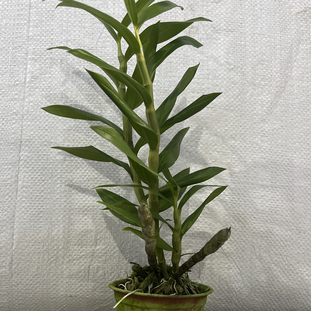 本斯石斛兰珍稀盆景可除甲醛四季开花易养活的兰花盆栽