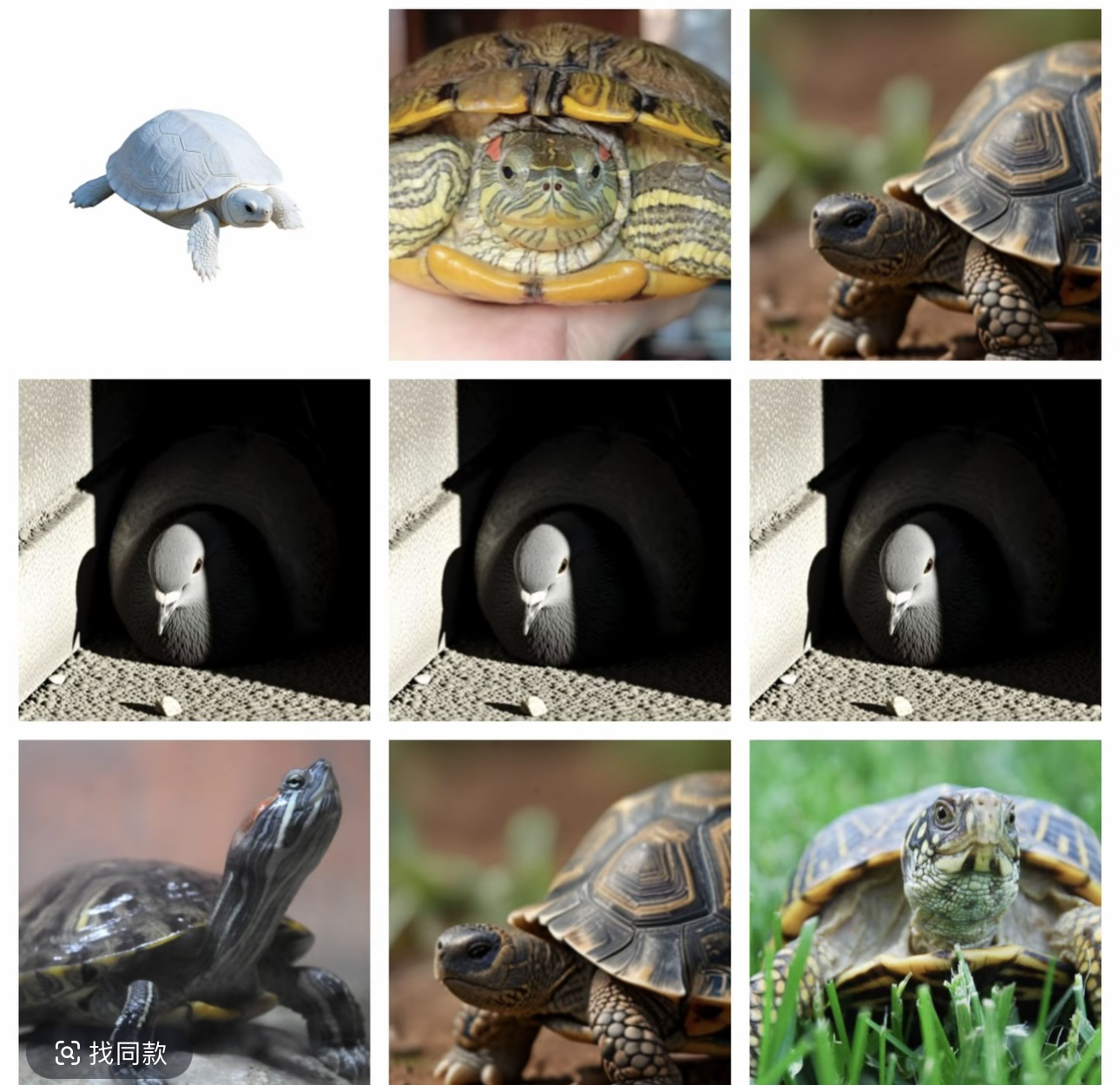 瑞盛活体宠物链接