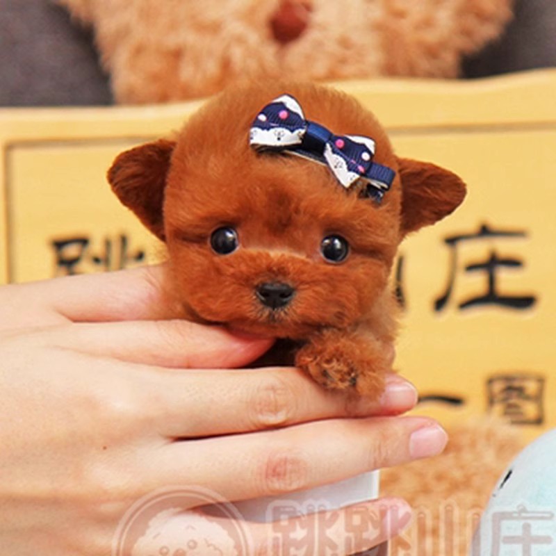 【跳跳山庄】宠物活体狗狗全款链接
