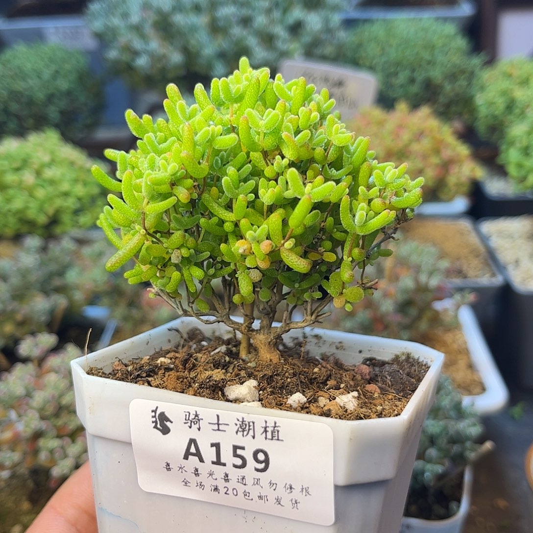 159蜜橘糖球枝干番杏