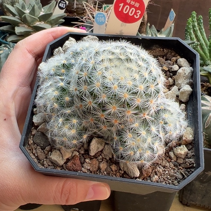 刘氏乳突一棵仙人球